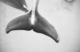 Michael Ullrich fotografiert Delfine 