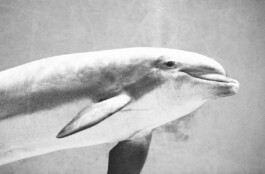 Michael Ullrich fotografiert Delfine für ein Kunstserie 