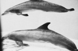 Michael Ullrich und seine Kunst Serie Dolphins 