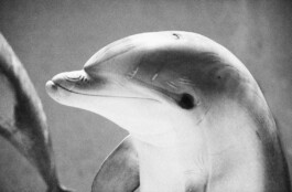 Michael Ullrich fotografiert Delfine für eine Kunstserie 