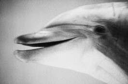 Michael Ullrich photographed Dolphins 