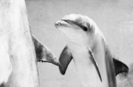 Michael Ullrich fotografiert Delfine für eine Kunstserie 