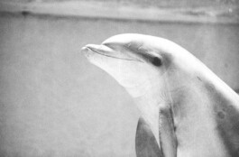 Michael Ullrich und seine kunst Serie Dolphins 