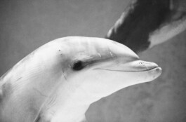 Michael Ullrichs photographic art series: the Dolphins 