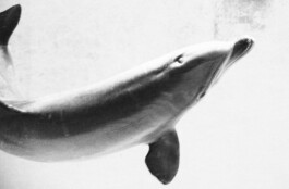 Michael Ullrich photographed the art series the Dolphins 