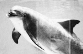 Michael Ullrich und seine art Serie Dolphins 